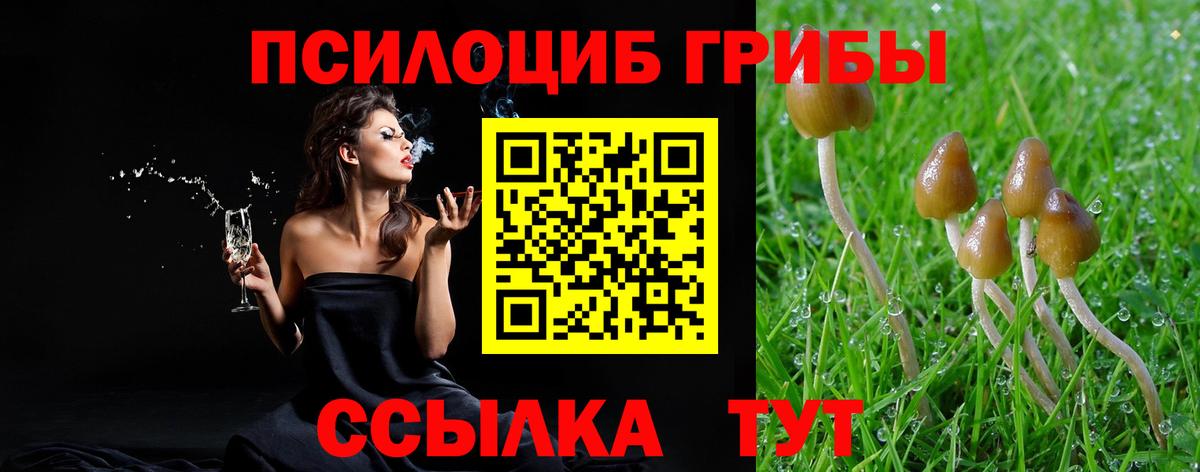 Псилоцибиновые грибы Psilocybine cubensis Тында